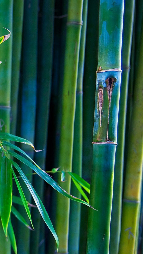 Bamboo Forest iPhone wallpaper with vibrant green bamboo stalks and lush calming leaves background