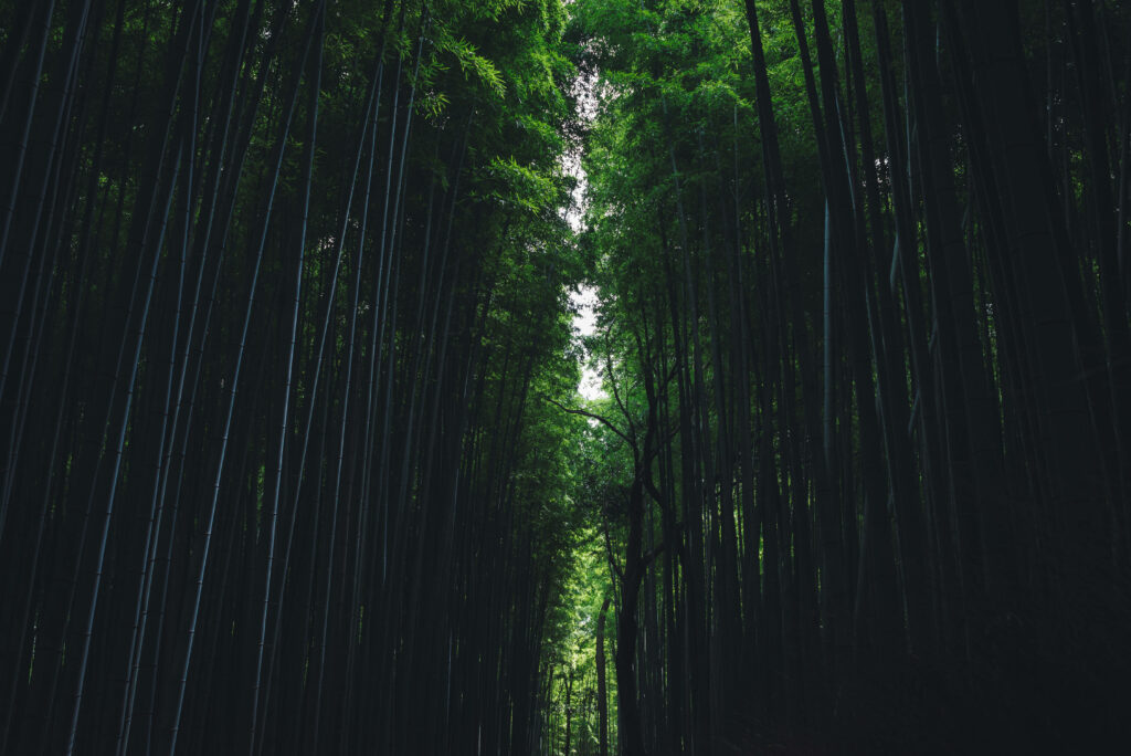 Bamboo Haven: Exploring the Shadows of Nature's Oasis Wallpaper
