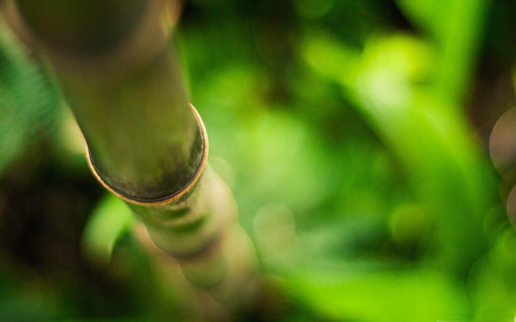 Bamboo Haven: Immersed in Nature's Vibrant Green Oasis - A QHD Wallpaper Bliss!