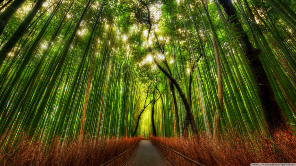 Bamboo Haven: A Serene 4k Forest View with Towering Chinese Bamboo Trees Wallpaper
