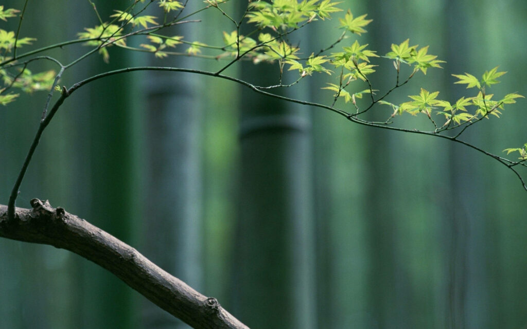 Bamboo Serenity: A Captivating Portrait of Nature's Tranquility Wallpaper