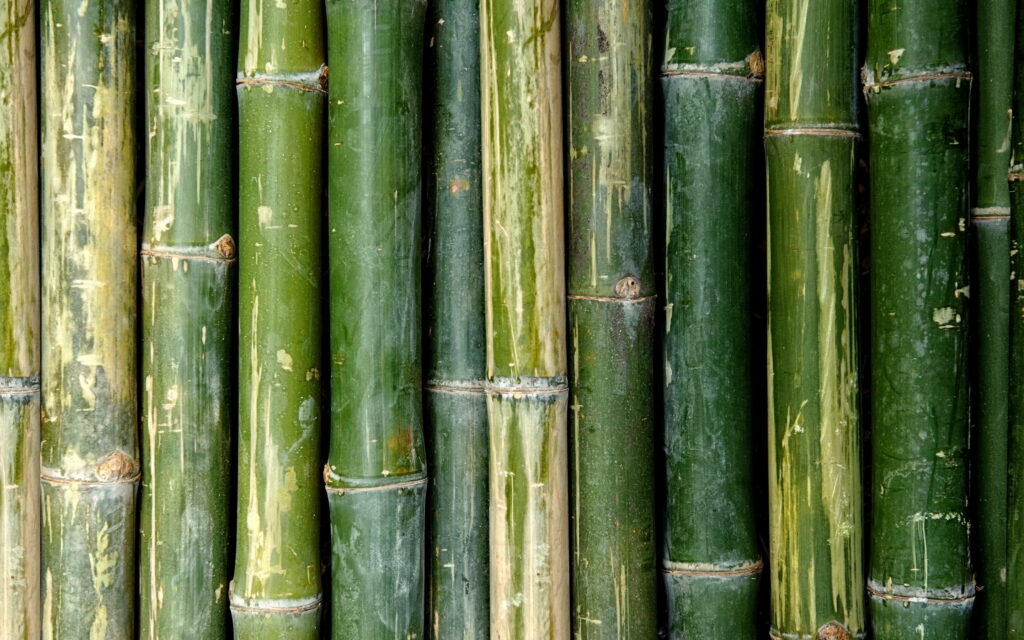 Bamboo Bliss: A Vibrant QHD Wallpaper Capturing the Lush Green Textures