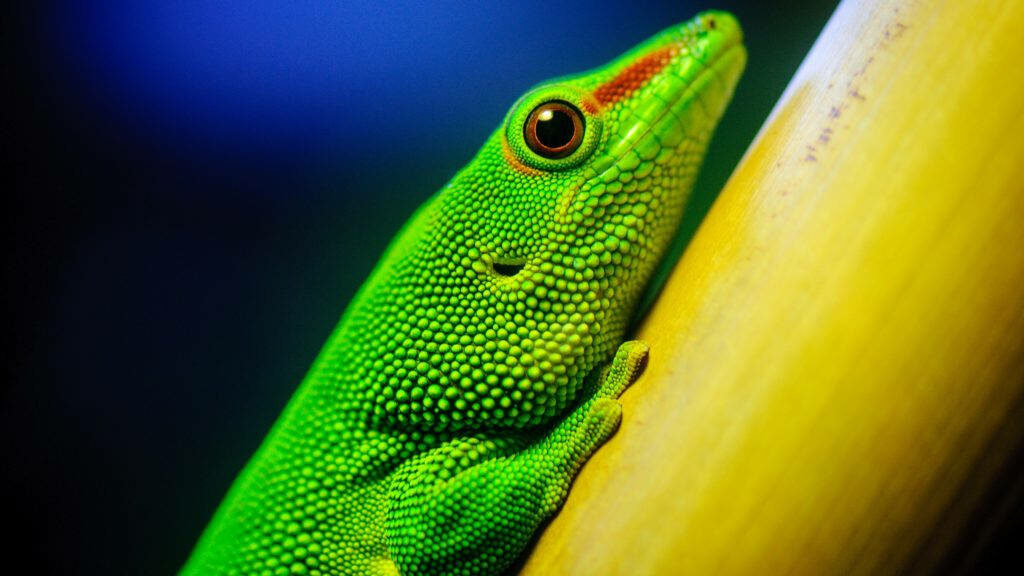 Lush Green Gecko: Macro Snapshot of a Reptile Beauty on Bamboo - Stunning 4k Desktop Background Wallpaper