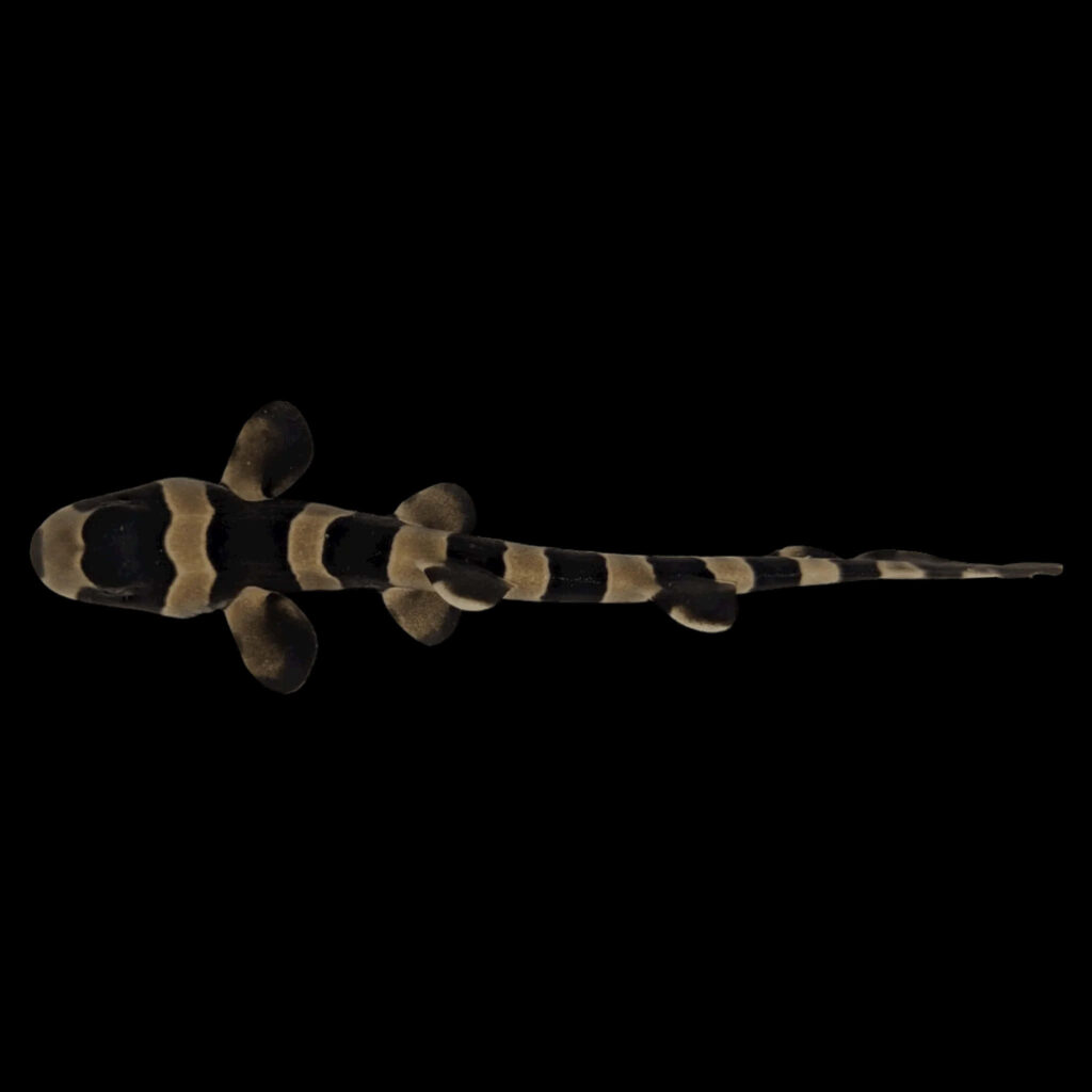 Banded Cat Shark wallpaper with tan and dark bands on black background high definition sleek form