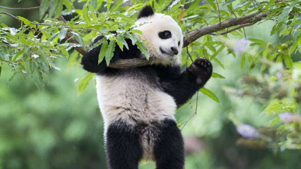 Giant Panda Fauna: Bao Bao's Bamboo Snack Time in 4K Wallpaper Background