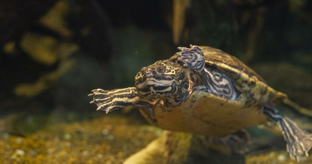 Barbour's Map Turtle Swimming - Stunning Underwater Wallpaper