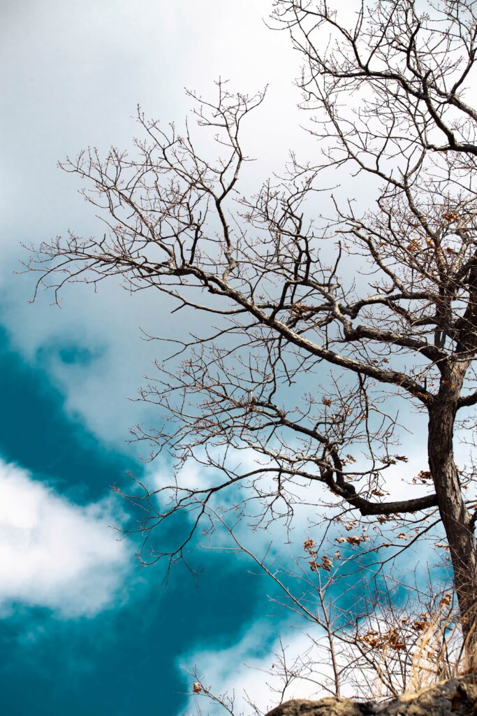 Striking bare tree branches and dry twigs against dramatic sky wallpaper background serene nature