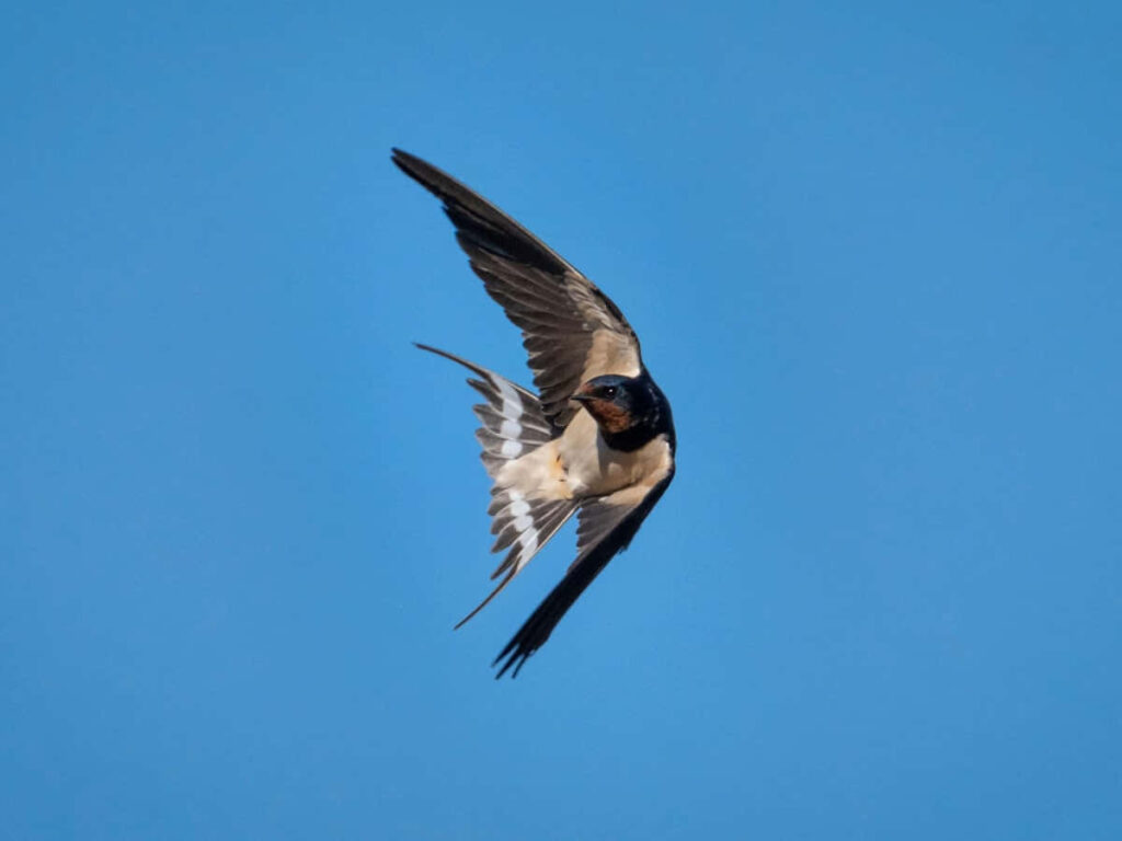 Graceful Barn Swallow in Flight Against Clear Blue Sky Wallpaper