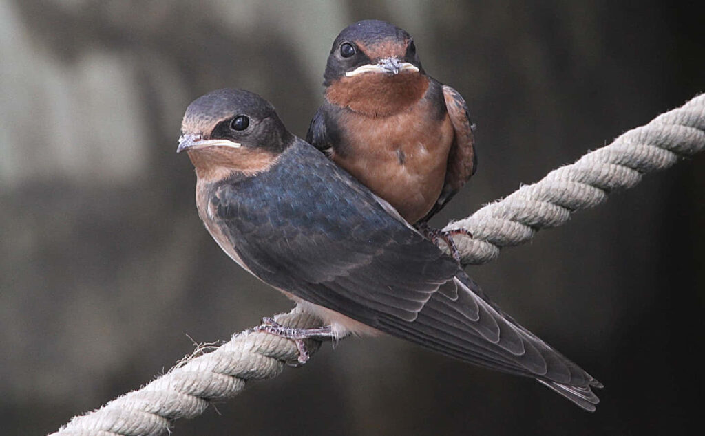 Two Barn Swallows on Rope: Iridescent Feathers & Soft-focus Background Wallpaper