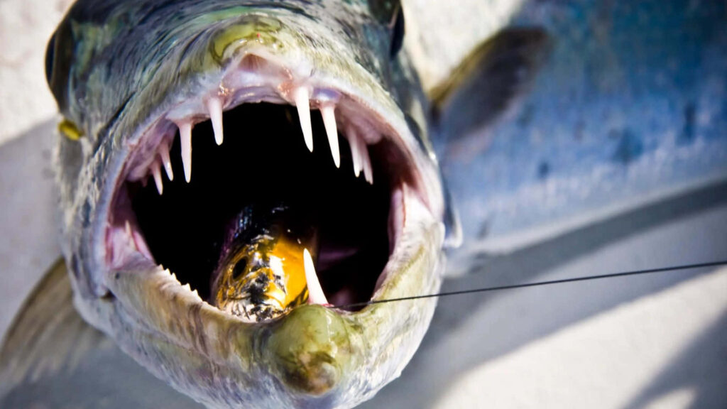 Close-up of barracuda with jaws open showing sharp teeth hunting prey ocean predator wallpaper