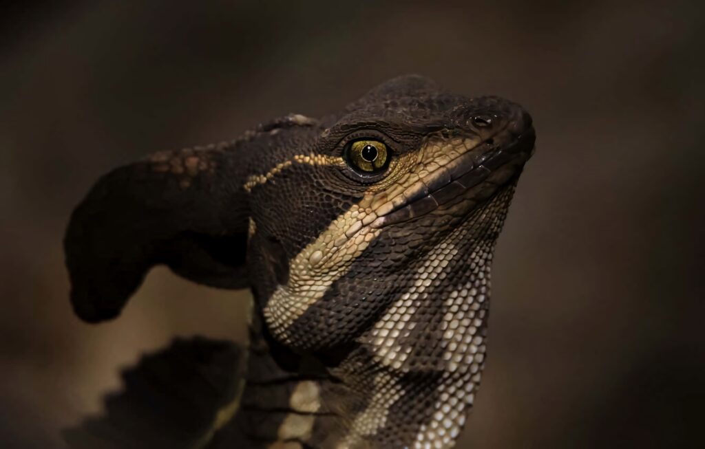 Close-up of Basilisk Lizard showcasing detailed textured scales and sharp focused eye on dark background Wallpaper