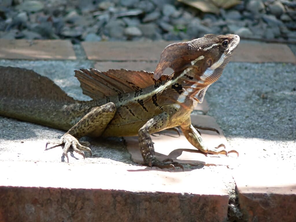 Basilisk lizard with vibrant crest basking on sunlit stone path showing detailed scales Wallpaper