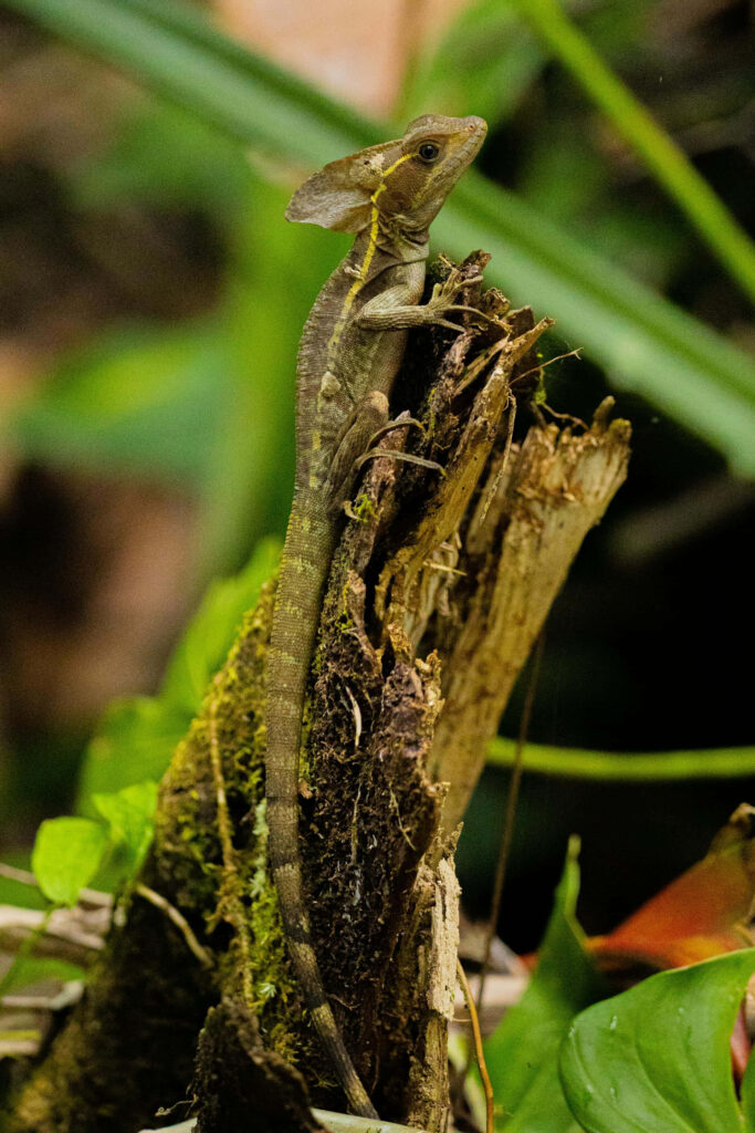 Basilisk lizard on mossy tree stump blending with lush green forest habitat wallpaper background