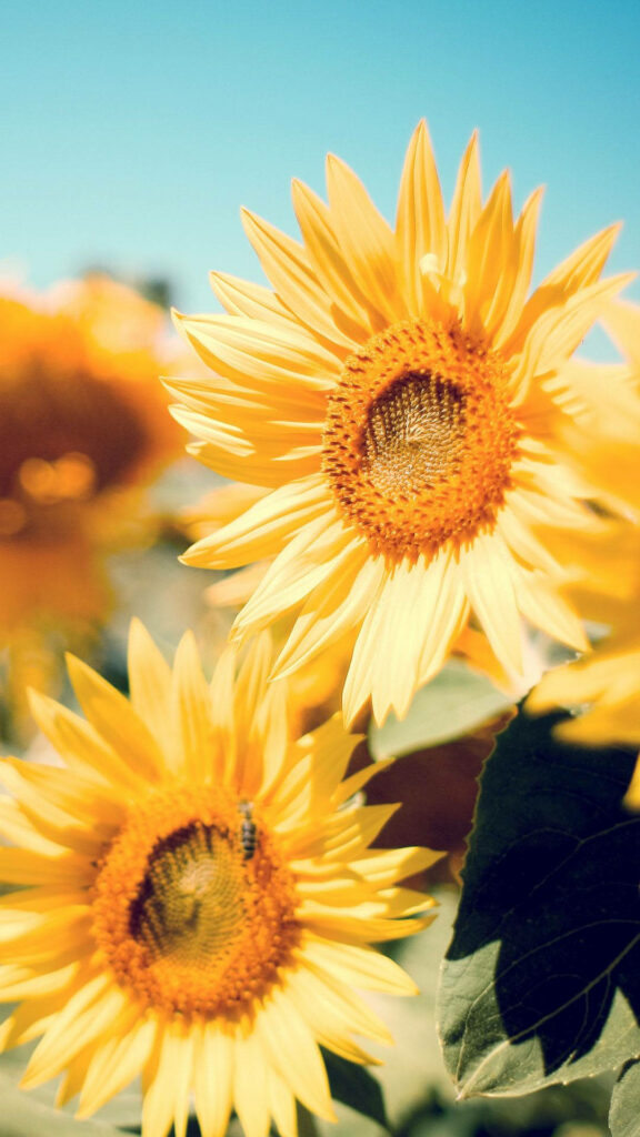 Radiant Sunflower: A Captivating Mobile Wallpaper for Sunflower Enthusiasts