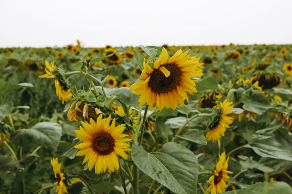 Basking in the Beauty: Captivating Sunflower Aesthetics Permeate the Serene Countryside Wallpaper