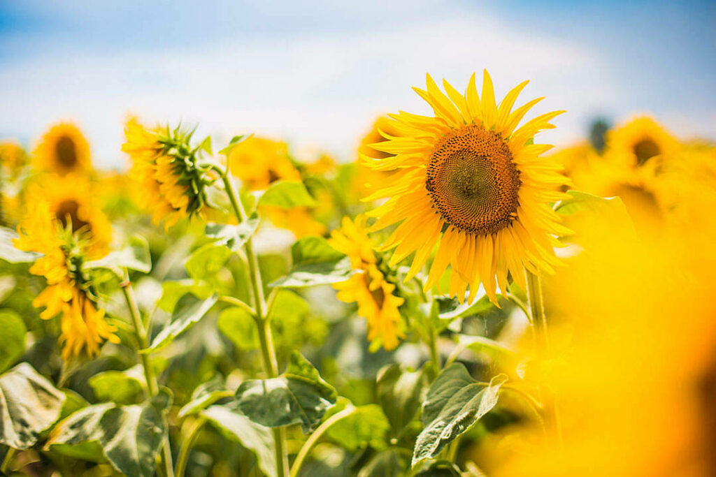 Sunflower Splendor: Captivating Aesthetics in a Vibrant Garden Wallpaper