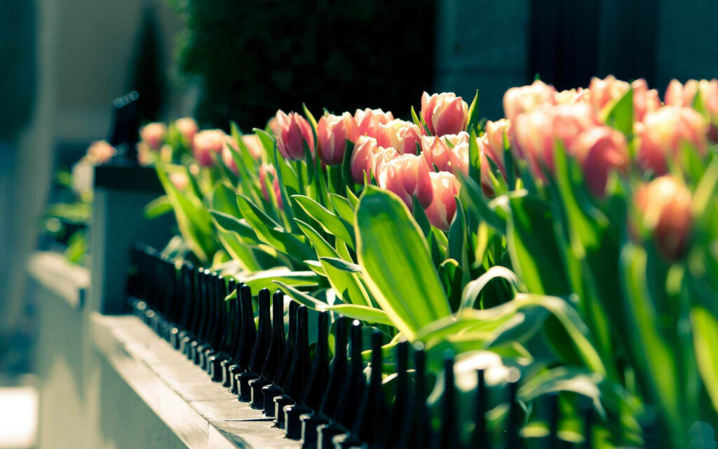 Sunny Splendor: Vibrant Yellow Tulips Enchant in a Blooming Spring Garden Wallpaper