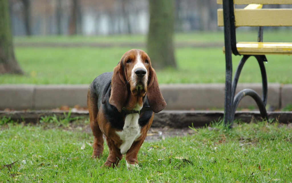 Enchanting Canine Frolicking in Lush Park Surroundings Wallpaper