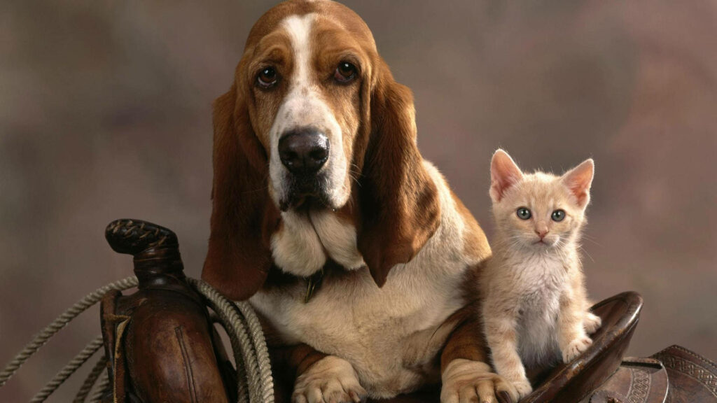 Basset hound and light kitten sitting on rustic saddle warm cozy wallpaper background peaceful pet bond