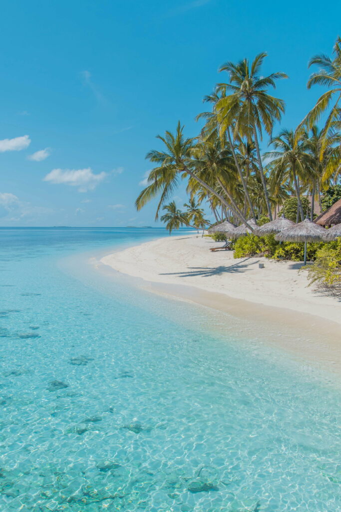 Tropical Bliss: A Serene HD Image of Palm Trees on a Sandy Beach by the Crystal Clear Waters Wallpaper