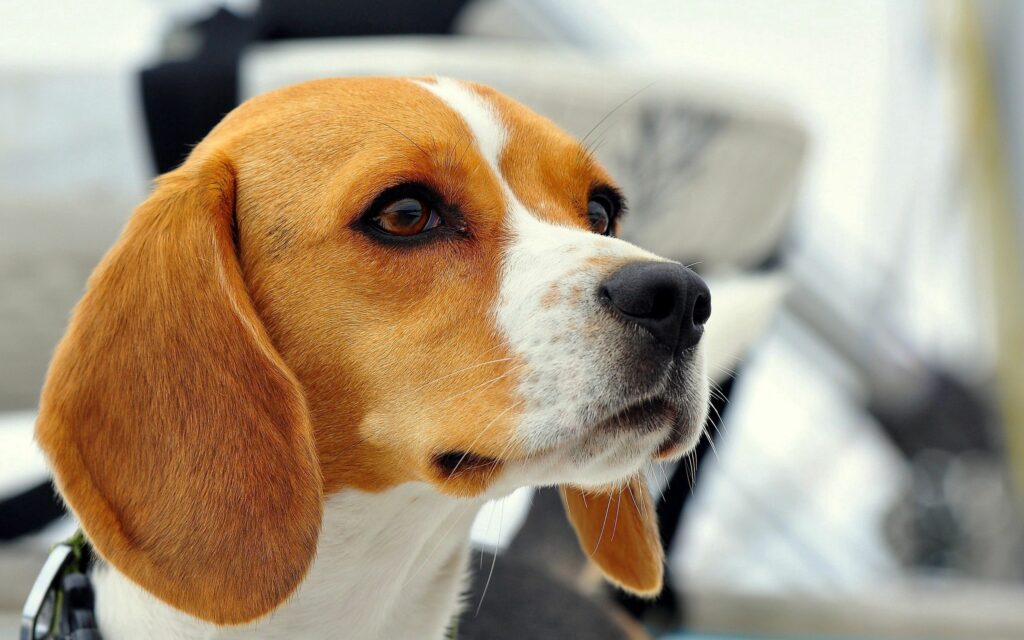 Endearing Beagle Puppy Close-Up Wallpaper with Soft Background