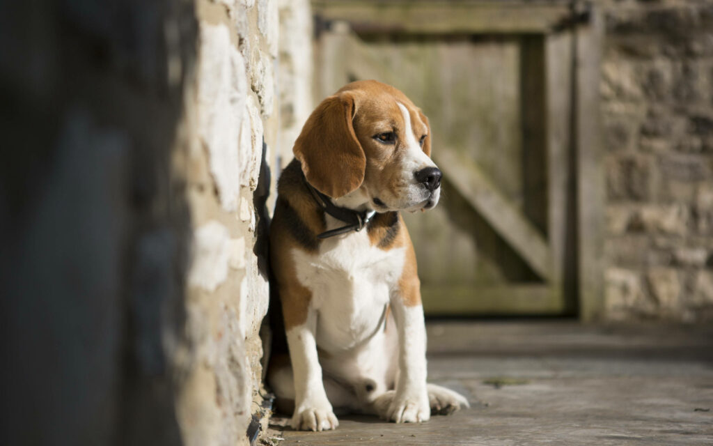 Solitude of a Beagle: Rustic Stone Wall Wallpaper Background