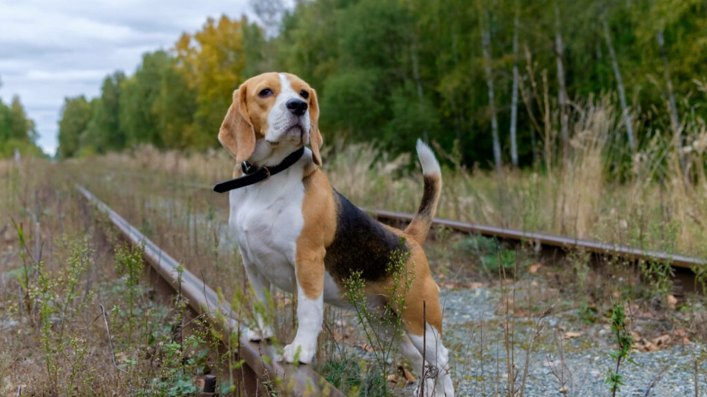 Beagle on Overgrown Tracks: Rustic Autumn Wallpaper Background