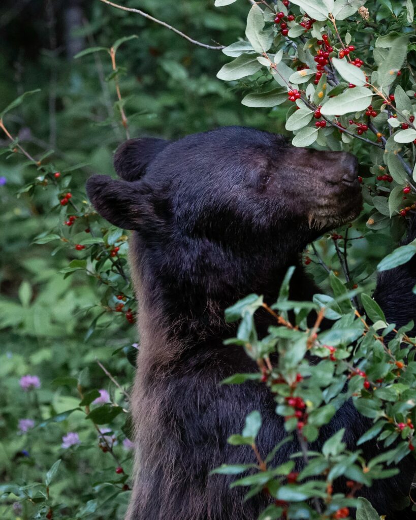 Bear Foraging in Lush Greenery: Wildlife Wallpaper Background