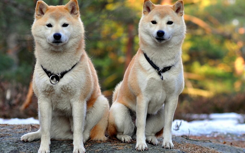 Serene Akita Inu Dogs Wallpaper - Beautiful Natural Setting 1920x1200