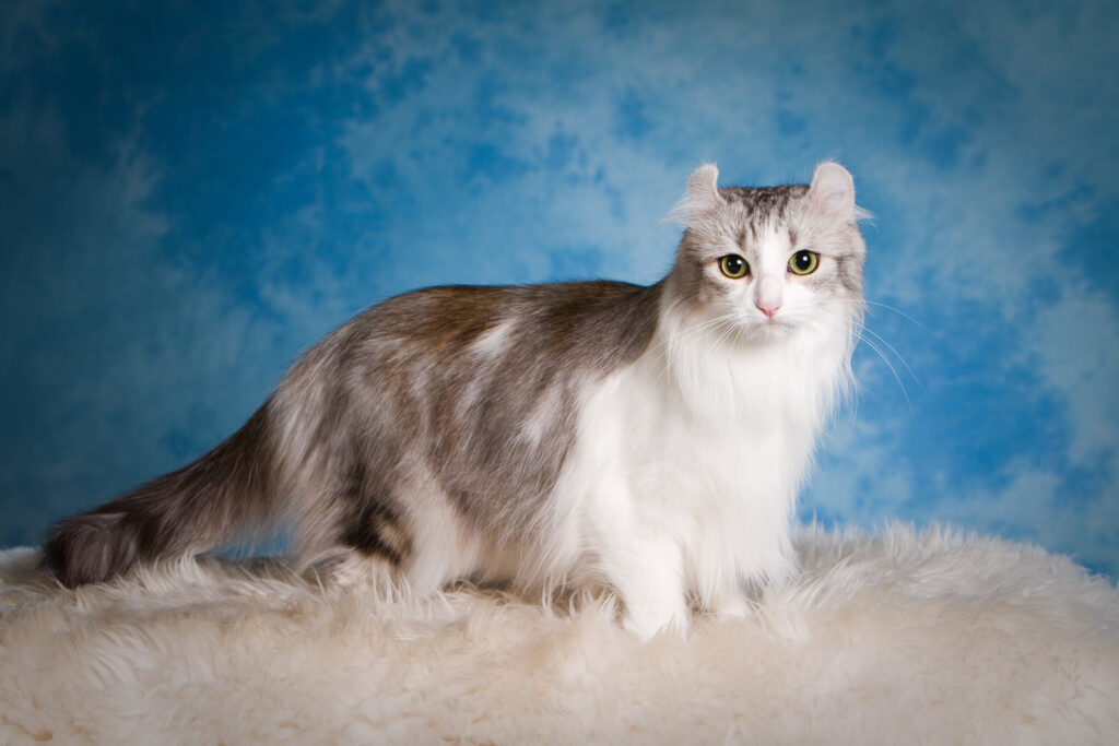 Stunning American Curl Cat Wallpaper with Cuddly Fluff & Serenity