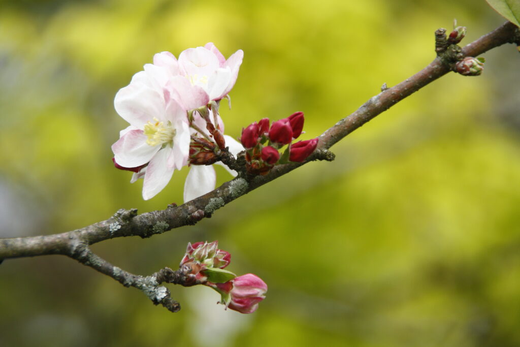 Close-Up Apple Tree Wallpaper: Pink Flowers & Red Buds on Green