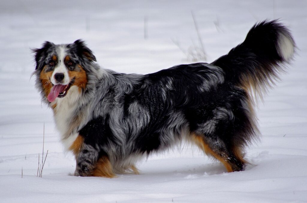 Beautiful Australian Shepherd in Snowy Winter Landscape Wallpaper