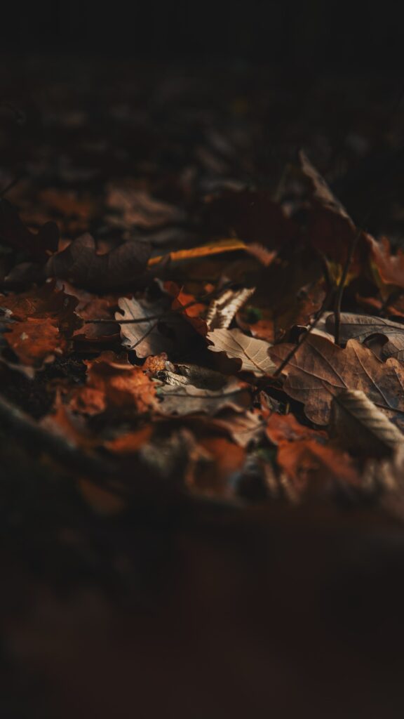 Cozy Autumn Wallpaper: Dry Brown Leaves for Tranquil Background