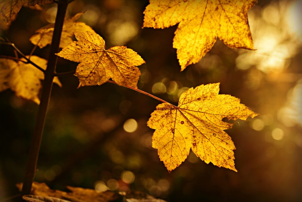 Stunning Autumn Leaves Wallpaper - Warm and Serene Background