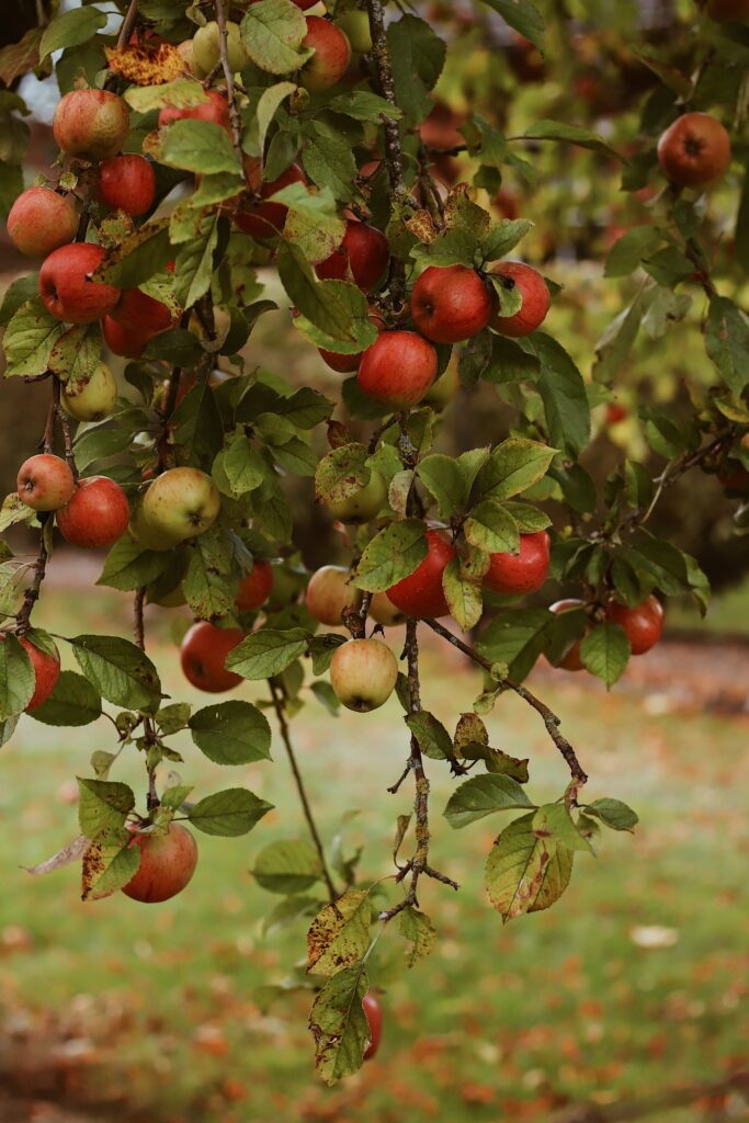 Stunning Autumn Apple Harvest Scene: Lush Garden Wallpaper Background