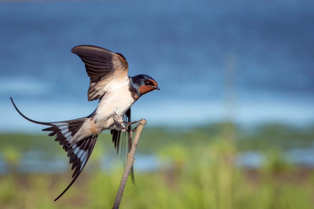 Graceful Barn Swallow Perched on Branch: Serene Blue-Green Background Wallpaper