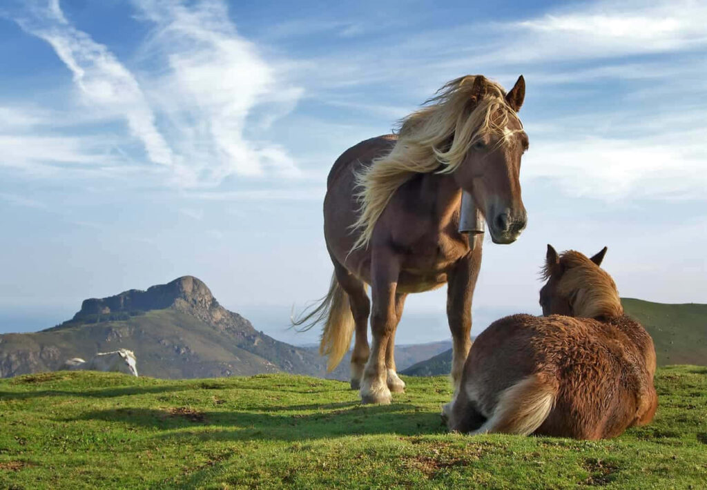 Tranquil Basque Horses on a Green Hillside - Scenic Wallpaper