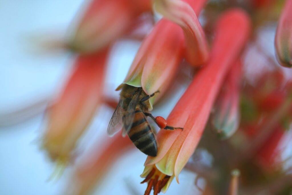 Close-Up Wallpaper of Bee on Vibrant Red Flowers - Nature's Beauty