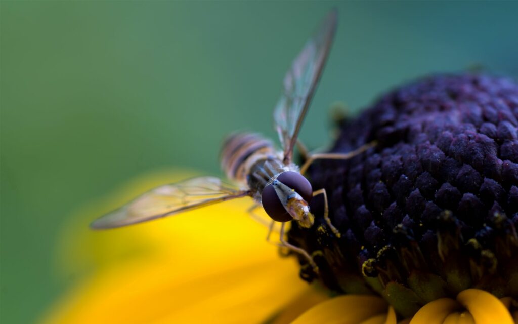 Close-Up Bee on Yellow Petals: Nature's Intricate Beauty Wallpaper