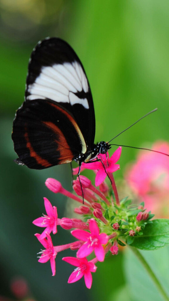 Elegant Black Butterfly on Pink Geranium - Lush Wallpaper Background