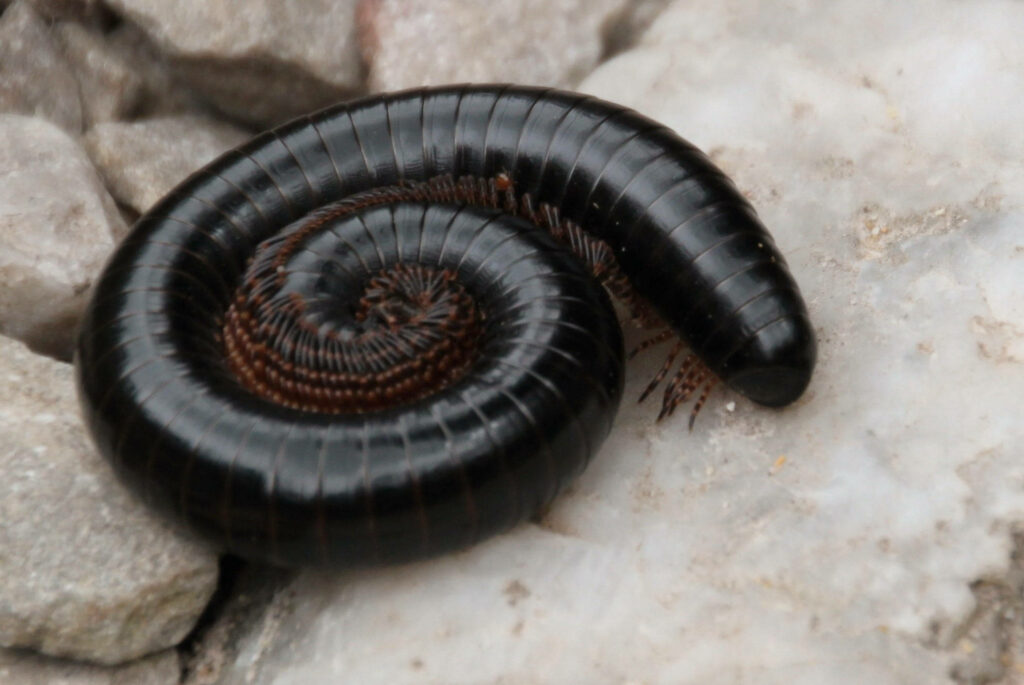 Black Centipede on Rocks - Stunning Nature Wallpaper Background