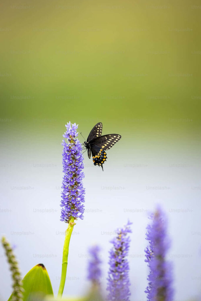 Black Swallowtail Butterfly Wallpaper on Vibrant Purple Flower