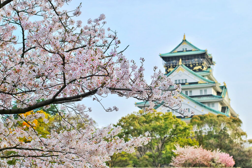 Cherry Blossom Bliss: A Beautiful Close-Up Blooming Wallpaper