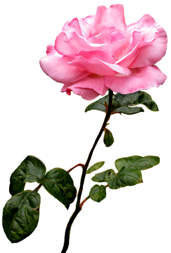 Stunning Pink Rose Wallpaper with Transparent Background and Green Leaves