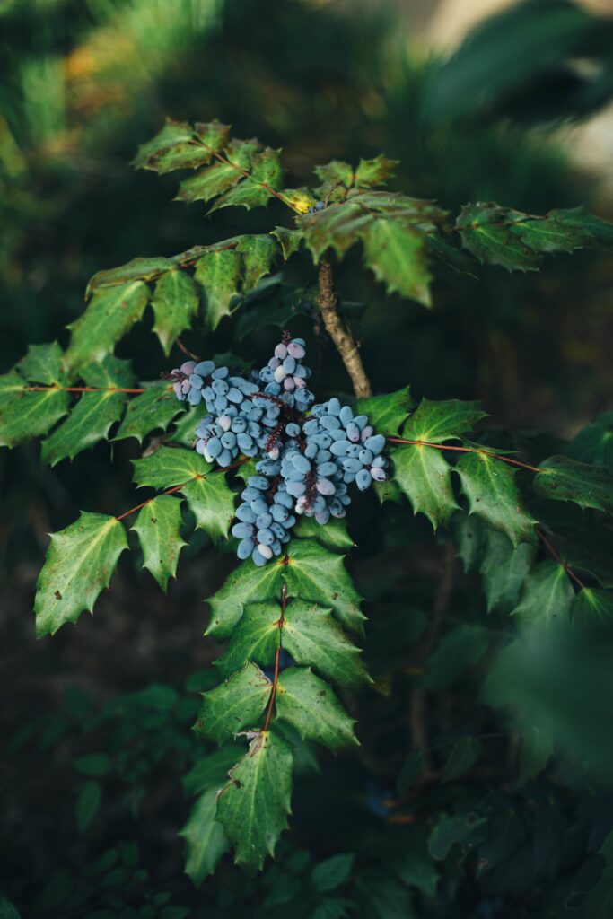 Vibrant Blue Berries on Lush Green Leaves - Nature Wallpaper