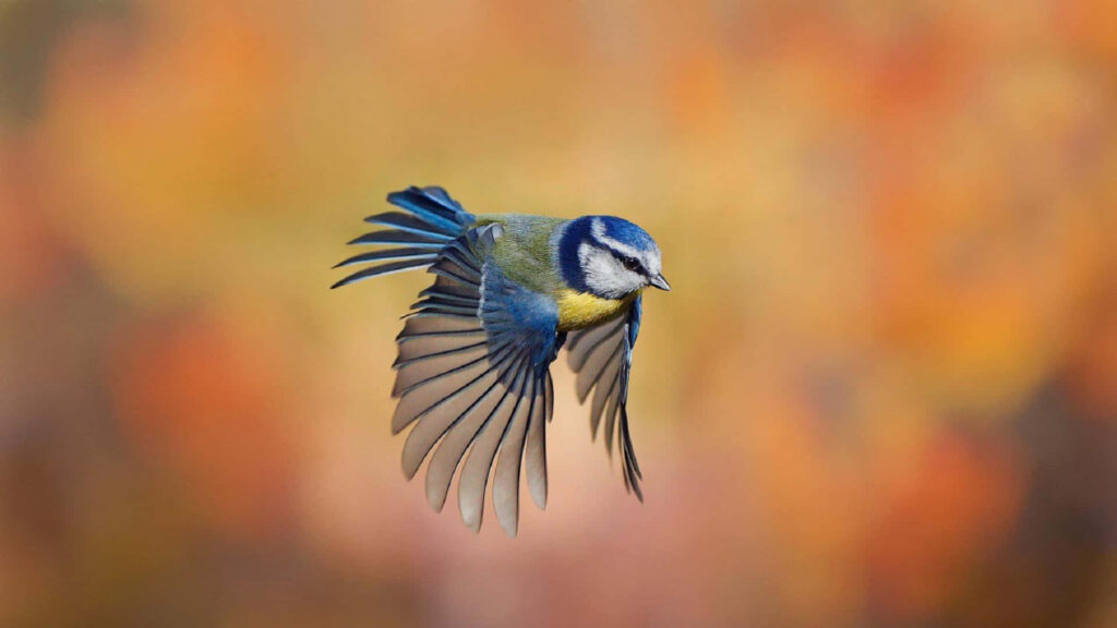 Blue Bird in Flight: Vibrant Wallpaper with Autumn Background