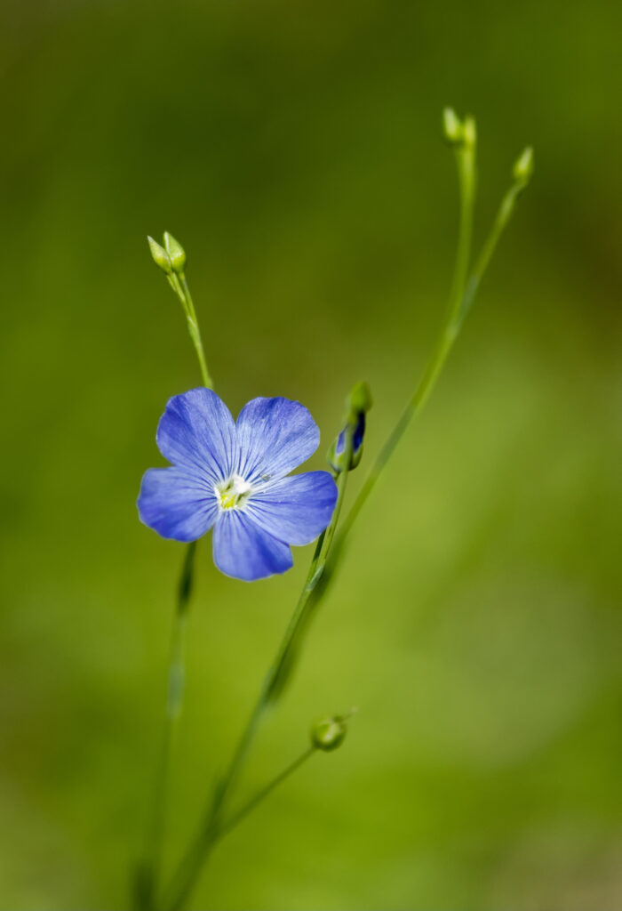 Close-Up of Blue Flax Flower with Soft Green Background Wallpaper