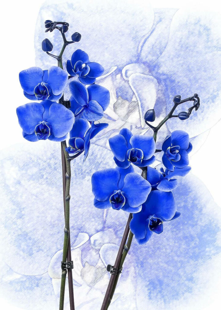 Elegant Blue Flower iPhone Wallpaper - Artistic Nature Background