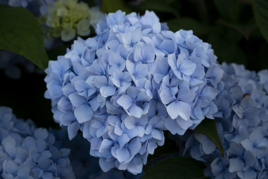 Stunning Blue Hydrangea Close-Up Wallpaper - Lush Floral Background