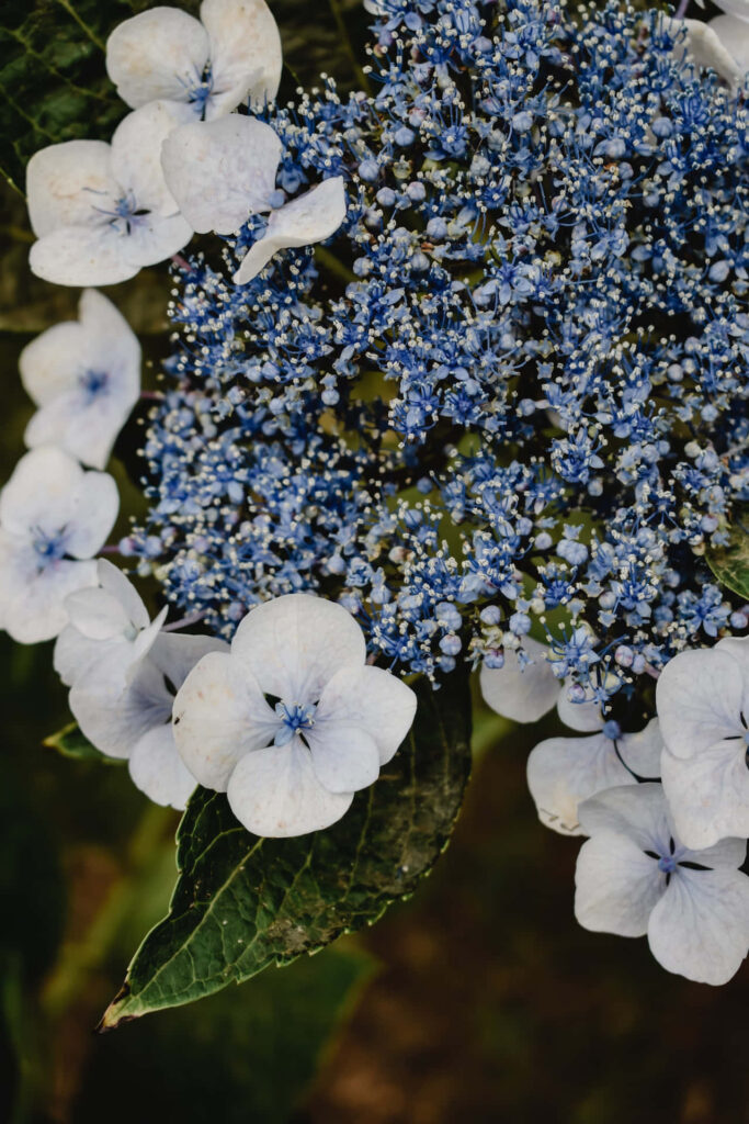 Blue Hydrangea Serrata Wallpaper: Serene Floral Background